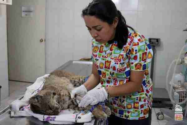 Recibe Zoo de Morelia un lince rojo rescatado por la Profepa 