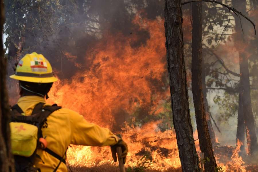 Sigue estas recomendaciones de la Cofom para prevenir incendios forestales