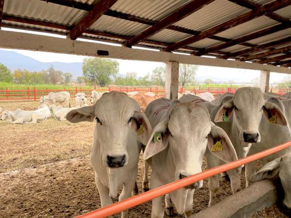 Inicia en Apatzingán revisión sanitaria de ganado bovino